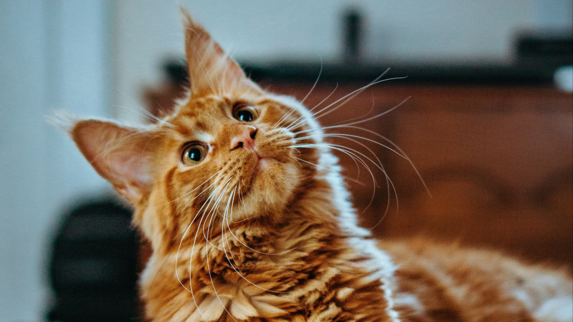 selective focus photography of orange and white cat on brown table
