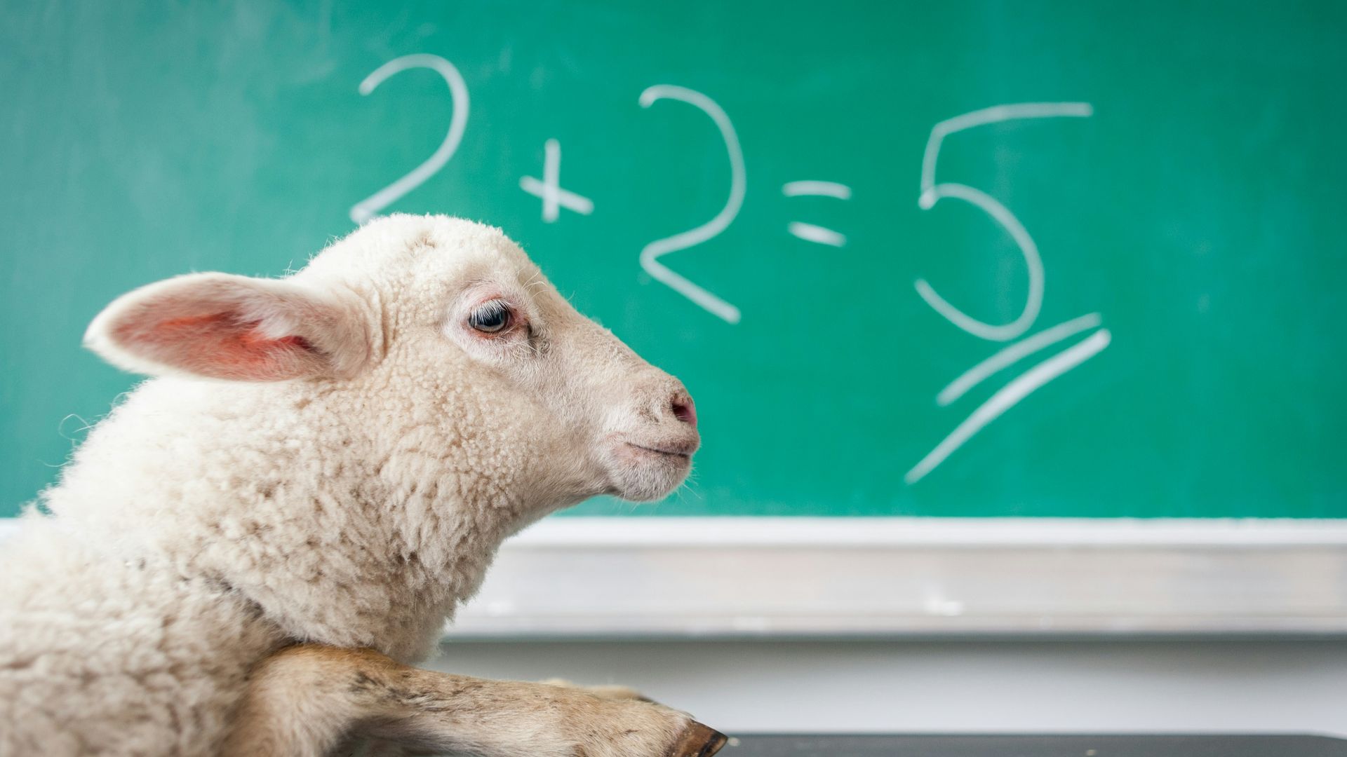 white sheep on white surface