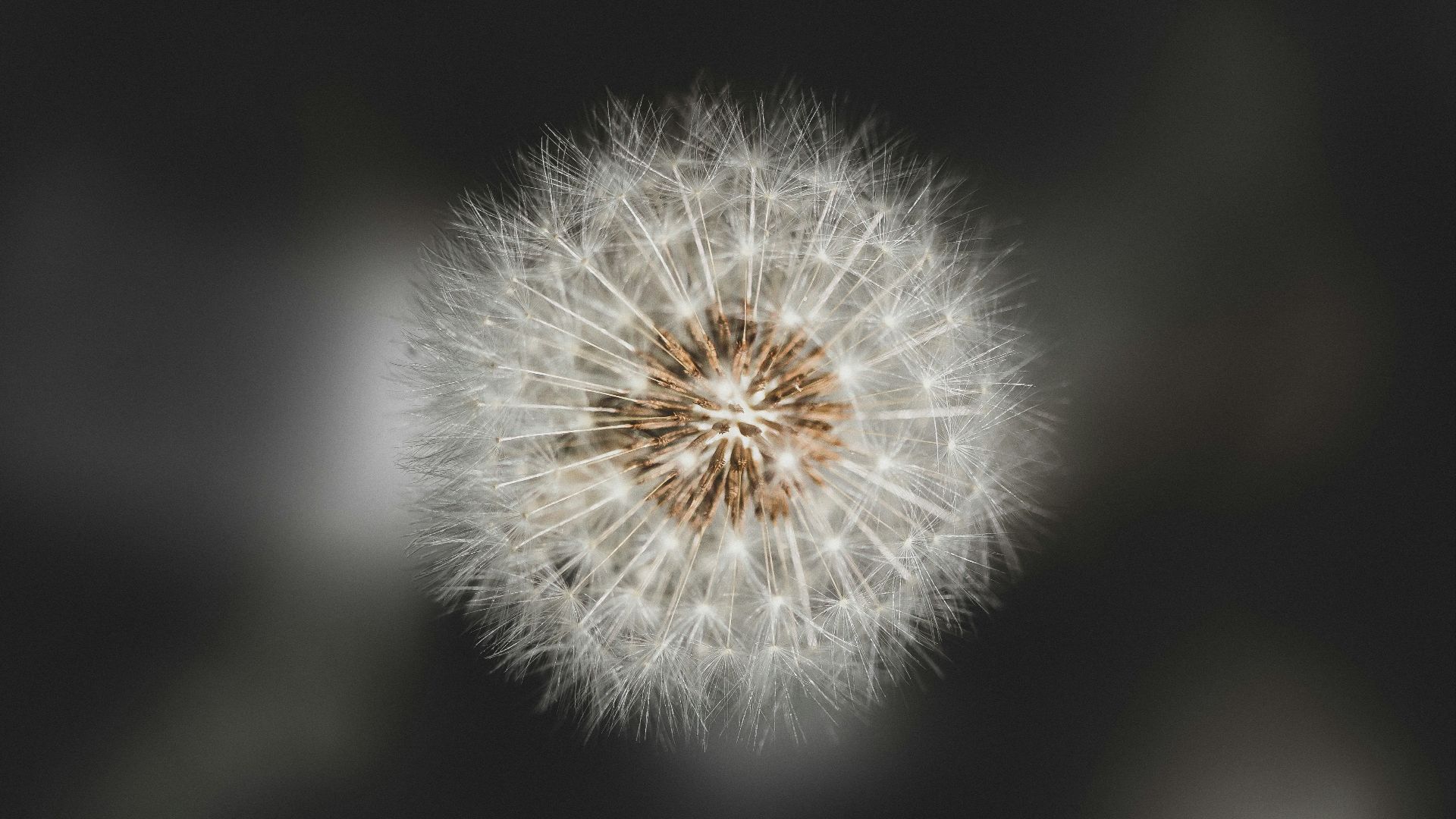 white dandelion in close up photography