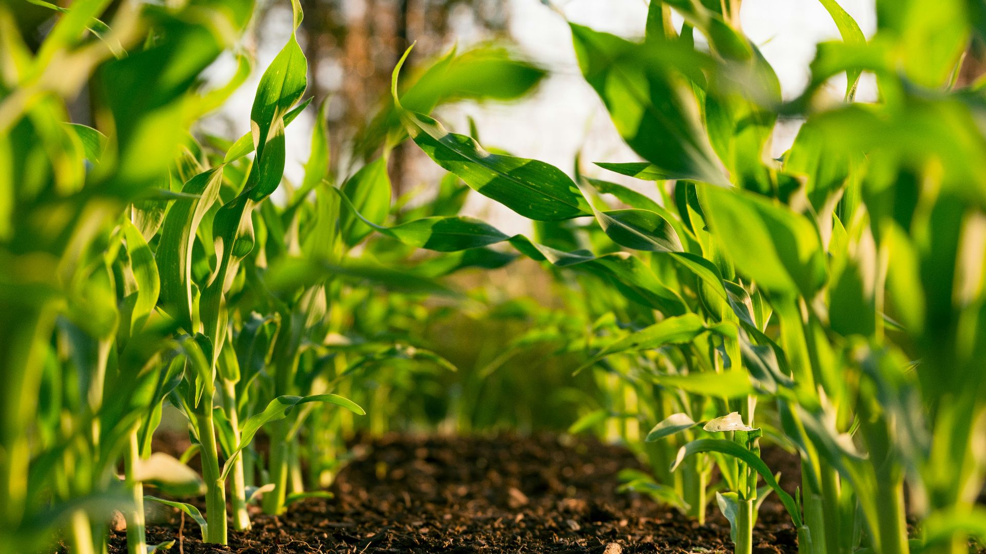 green plant on brown soil