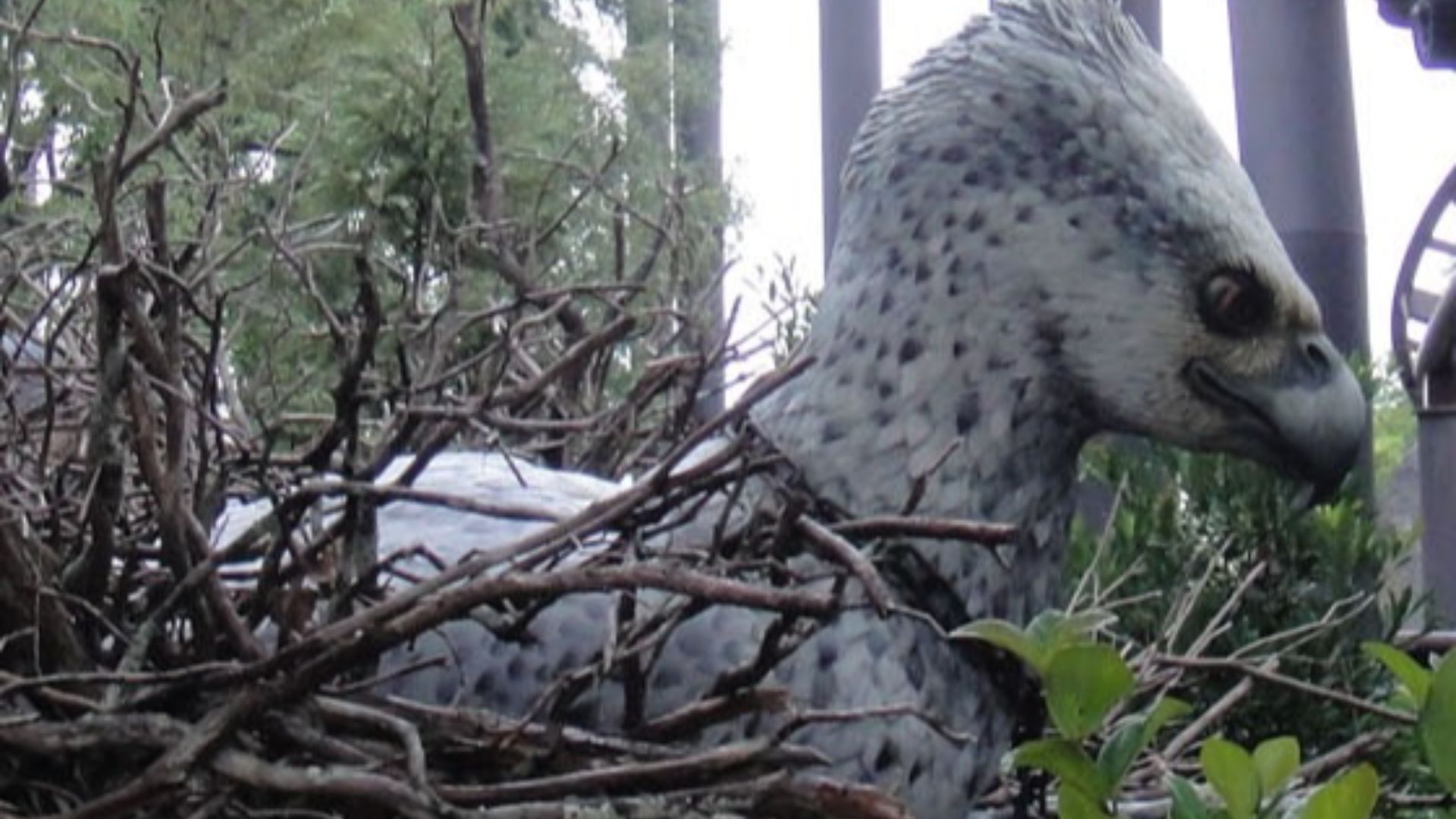File:Buckbeak.jpg