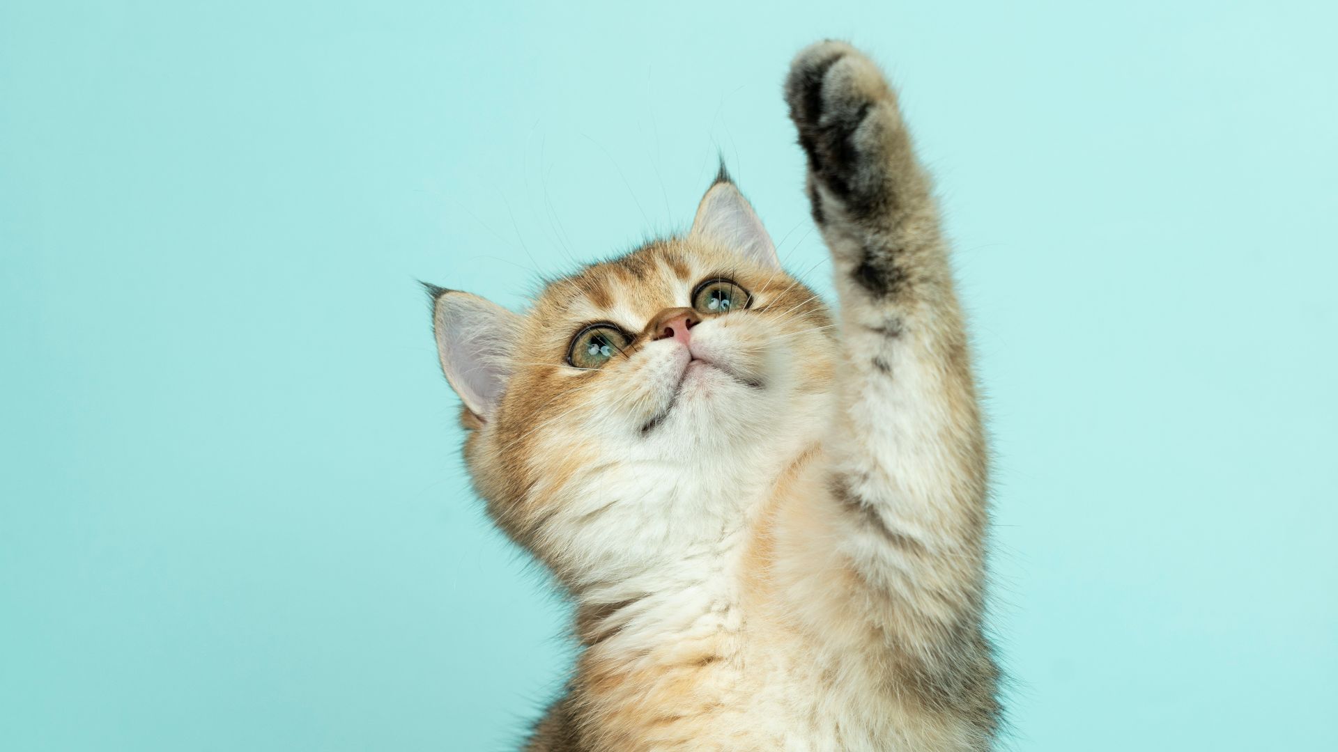 white and brown long fur cat