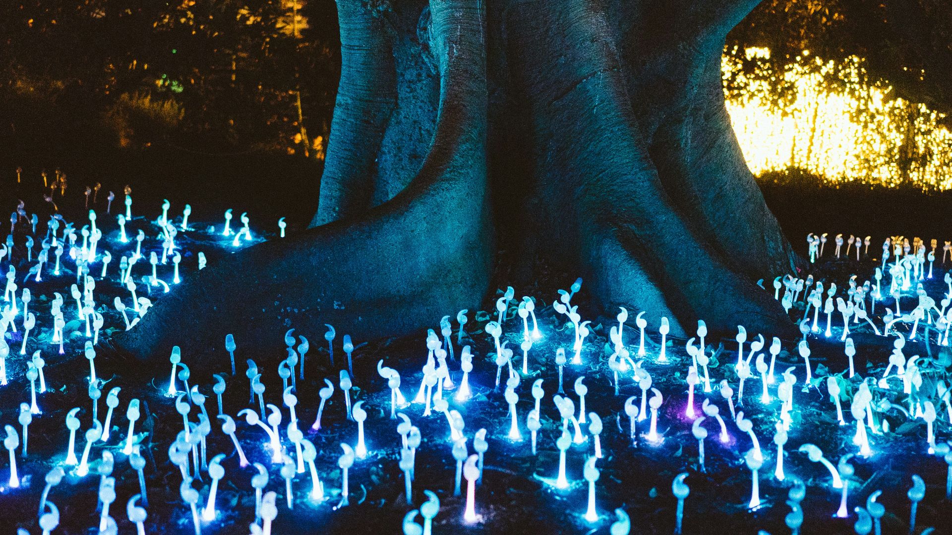 decorative lights under tree at night