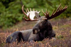 A_bull_moose_animal_mammal-300x200.jpg