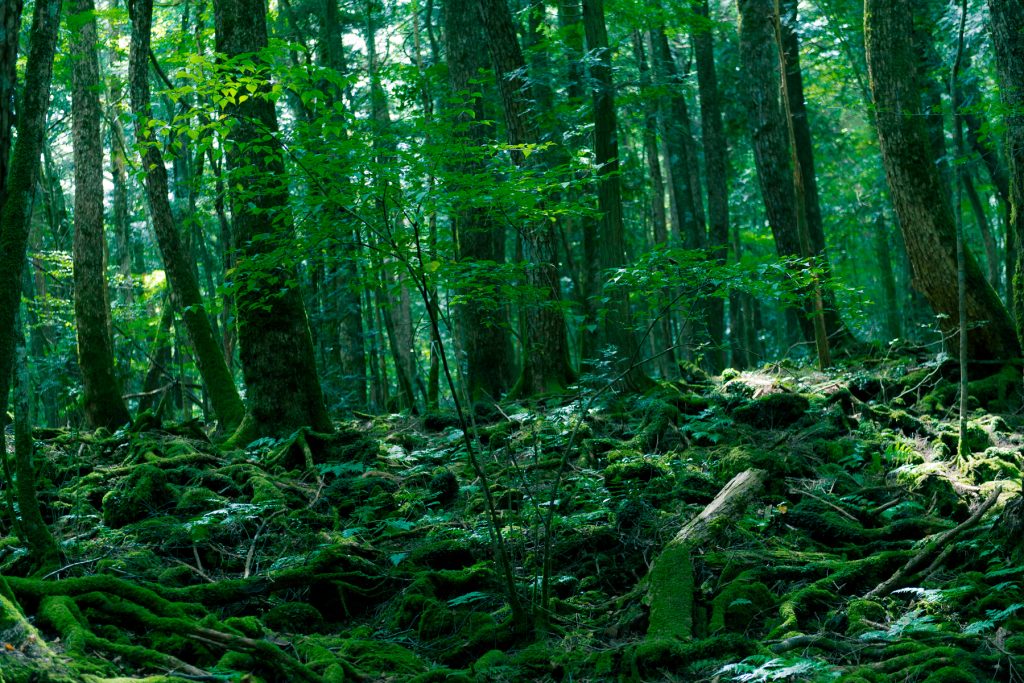Aokigahara_Forest-1024x683.jpg
