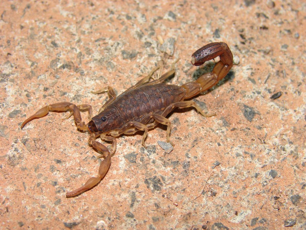 Black_Indian_Scorpion_Juvenile_03-1024x768.jpg