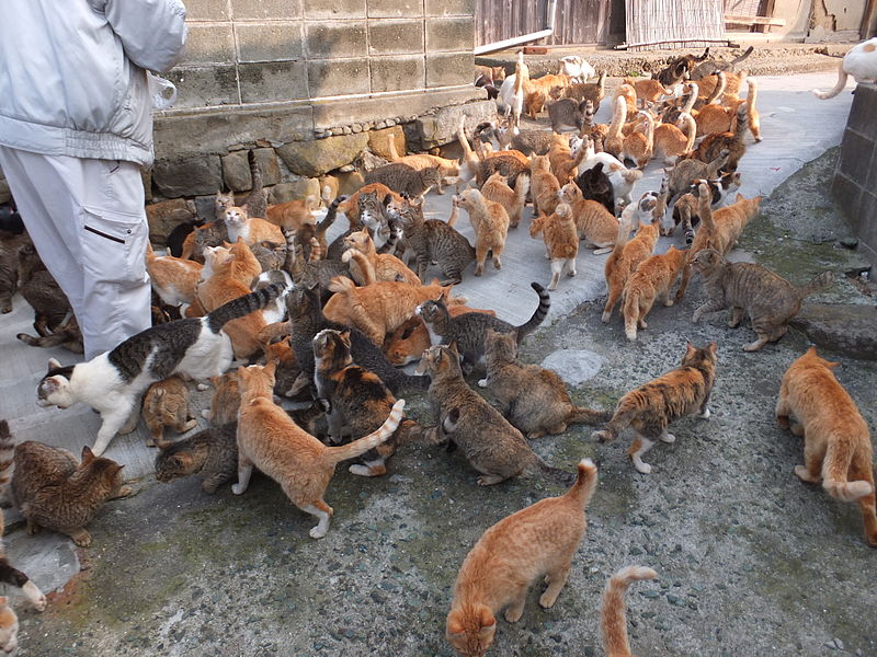 Cats_in_aoshima_island_1.jpg