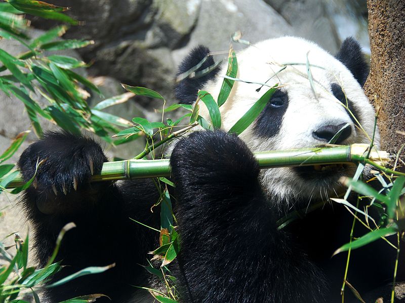 Giant_Panda_Tai_Shan