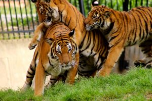 Jin_a_critically_endangered_malayan_tiger_playing_with_her_cubs-300x200.jpg