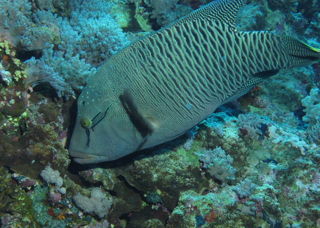 Napoleon_Wrasse_or_humphead_wrasse_Cheilinus_undulatus_feeding_at_Big_Brother_Island_Red_Sea_Egypt_-SCUBA_6225978289-1024x731.jpg