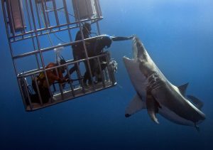 01great_white_shark-1530035200259-300x211.jpg