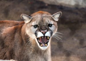 cougar-1331581-300x214.jpg