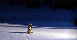 coyote-1106552-300x157.jpg