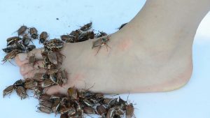 women-do-not-stand-bugs-crawling-on-bare-feet-slaps-the-dor_e10hen4__f0000-1529102043842-300x169.jpg