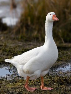 Domestic_Goose-227x300.jpg