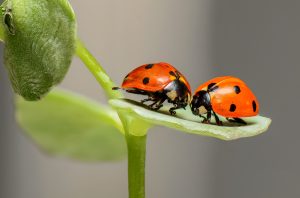 ladybugs-1593406-300x198.jpg