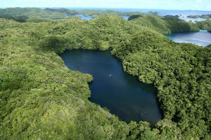 1280px-Jellyfish_Lake_aerial_March_2008-300x200.jpg