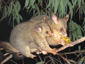 Brushtail_possum-300x225.jpg