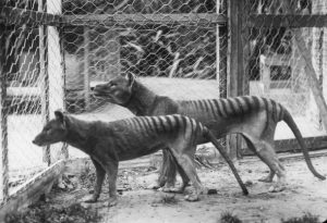 Tasmanian_tiger-300x205.jpg