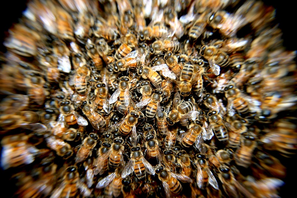 bees-276190_960_720-1542373103336.jpg