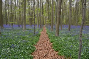 hallerbos-1346749_1920-300x200.jpg