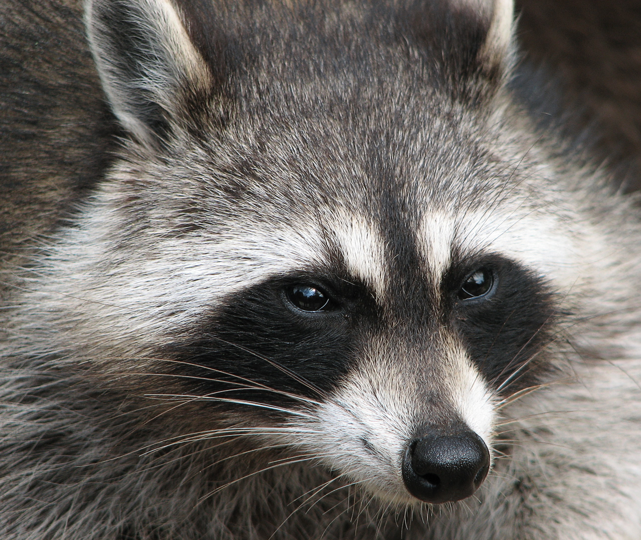 raccoon_-procyon_lotor-_2-1541453303899.jpg