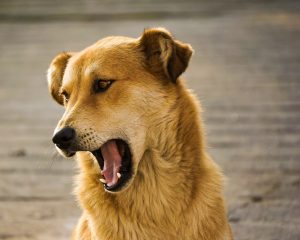 dog-1209066-300x240.jpg
