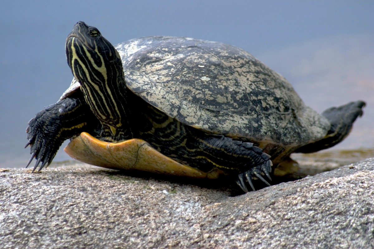 water_turtle_reptile_nature-753990-1544821324053.jpg