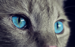 cat-1285634-300x188.png