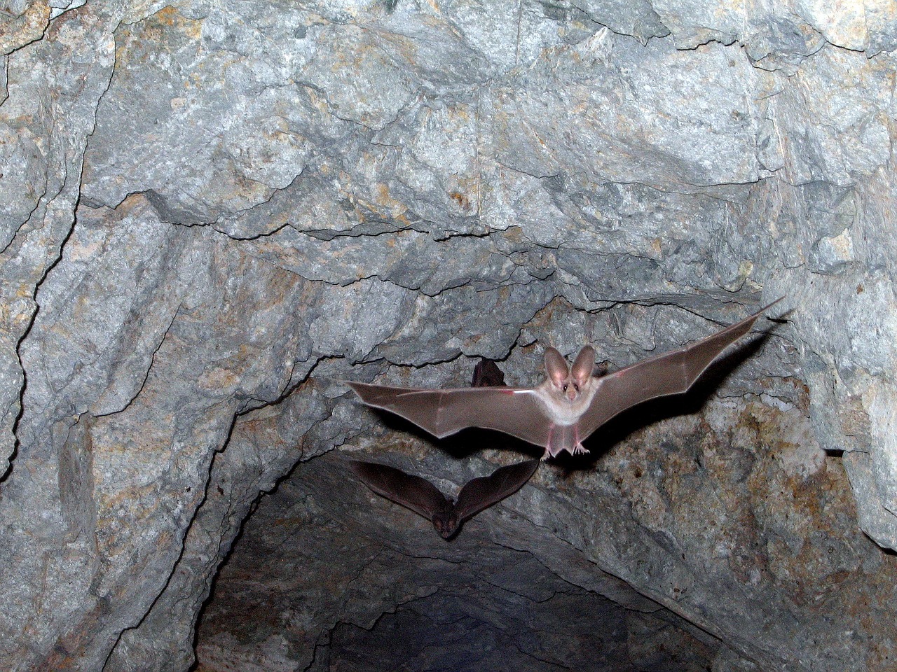 leaf-nosed-bats-1575051_1280-1551570164409.jpg