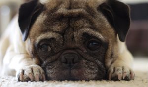 pug-1522653-300x177.jpg