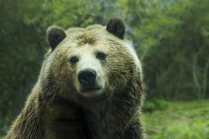 bear-1245807-300x200.jpg