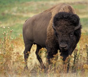 bison-526805-300x263.jpg