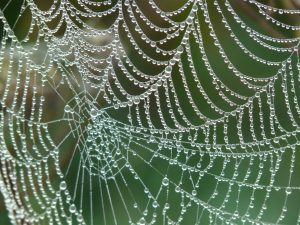 cobweb-4193-300x225.jpg