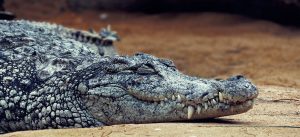 crocodile-3934974-300x137.jpg