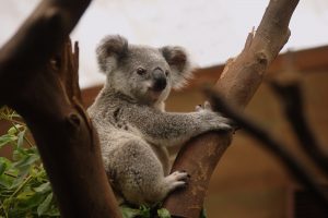 koala-3055832-300x200.jpg