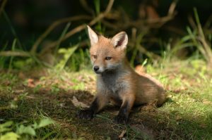 mammals-3218028-300x199.jpg