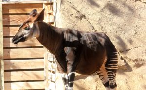 okapi-347255-300x186.jpg