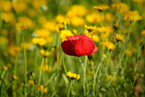 poppy-4276246-300x200.jpg