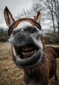 donkey-207x300.jpg