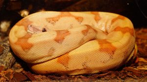 snake-1401741-300x167.jpg