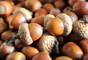 acorns-1013486_1920-300x206.jpg