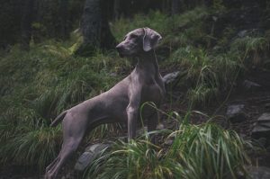 animal-1869442-1-300x199.jpg
