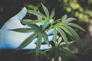 cannabis-freshness-hand-2178565-300x200.jpg