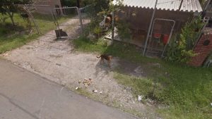 dog-eating-bagels-300x169.jpg