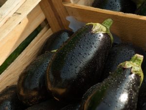eggplant-1707629-300x225.jpg