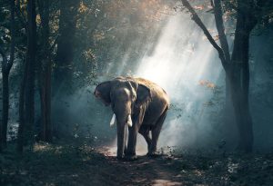 elephant-1822636-300x205.jpg