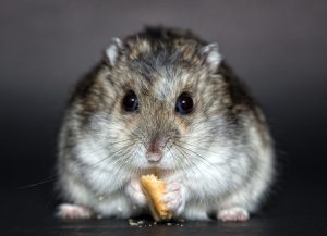 hamster-1772742_1920-300x217.jpg