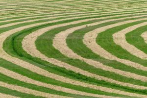 harvest-467545-300x200.jpg
