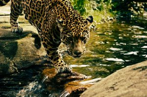 leopard-2578114-300x199.jpg